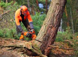 Best Leaf Removal  in Holly Hill, SC