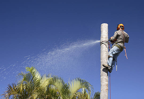 Professional Tree Services in Holly Hill, SC